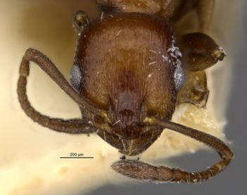 Media type: image;   Entomology 16368 Aspect: head